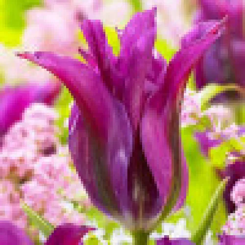 Tulipan Purple Doll