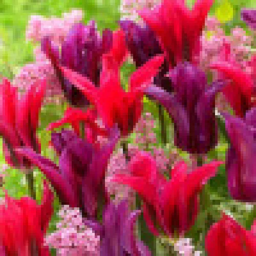 Tulipan Purple Doll