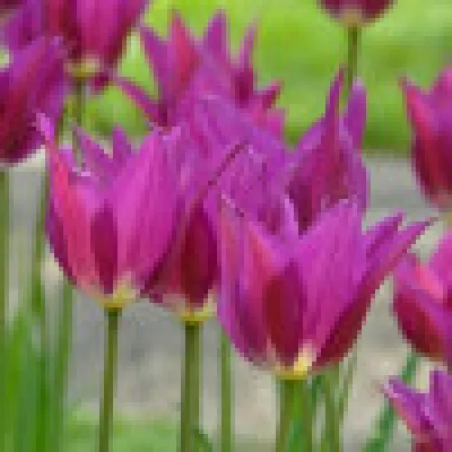 Tulipan Purple Doll