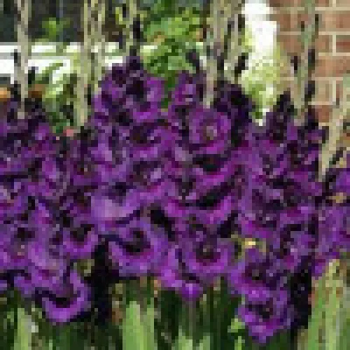 Gladiolus Purple Flora 
