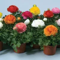 Ranunculus / Iskernik v kvetináči 