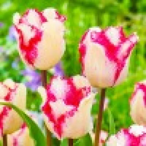 Tulup Raspberry