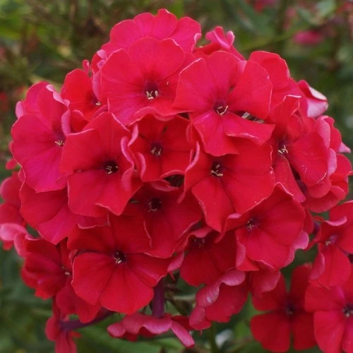 Phlox Red 