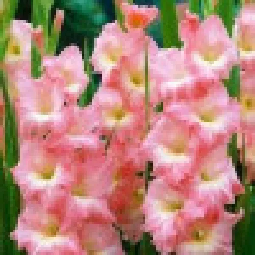 Gladiolus Rose Supreme 