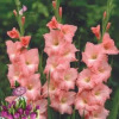 Gladiolus Rose Supreme 