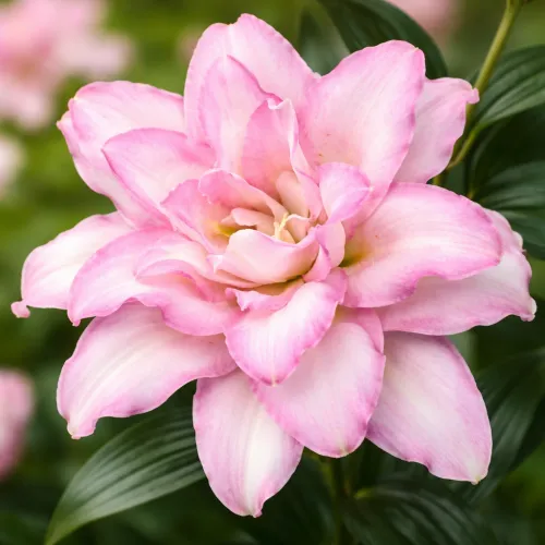 Double Oriental ľalia Roselily Anouska – cibuľa