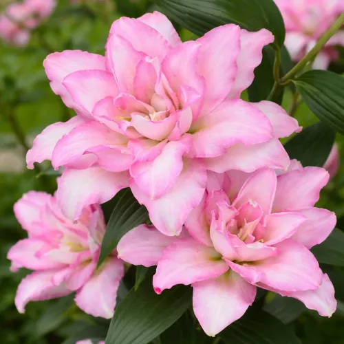 Double Oriental ľalia Roselily Anouska – cibuľa