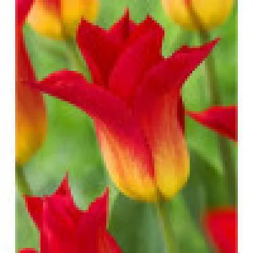 Tulipan Royal Gift 