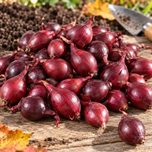 Sadbová cibuľa Electric červená 250 g – jesenná výsadba