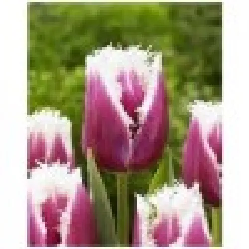 Tulip San Stefano 