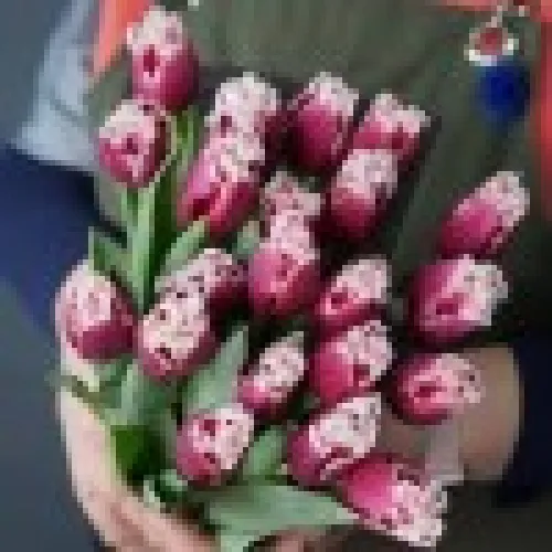 Tulip San Stefano 