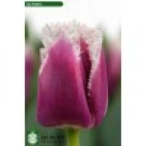 Tulip San Stefano 