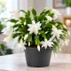 Schlumbergera biela – vianočný kaktus Ø12 cm