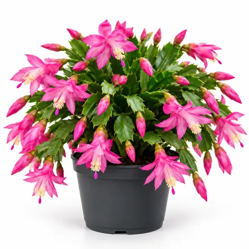 Schlumbergera – ružová (Vianočný kaktus) – Ø12 cm / výška 24 cm