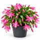 Schlumbergera – ružová (Vianočný kaktus) – Ø12 cm / výška 24 cm