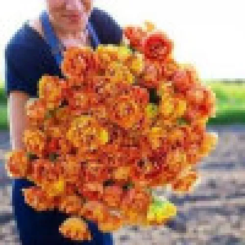 Tulipan Sensual Touch 