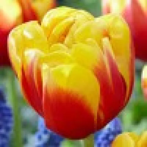 Tulipan Shell 