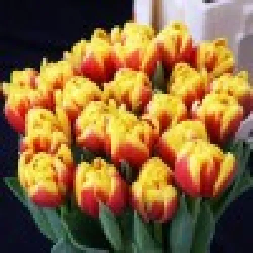 Tulipan Shell 