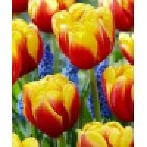 Tulipan Shell 