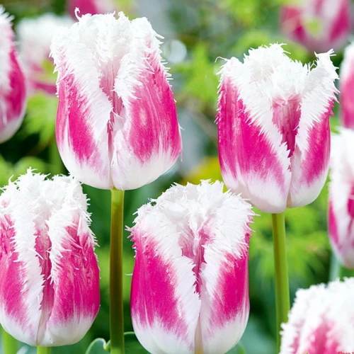 Tulip Siesta