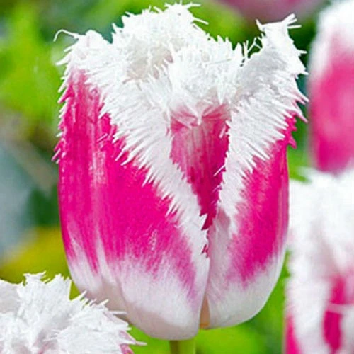 Tulip Siesta