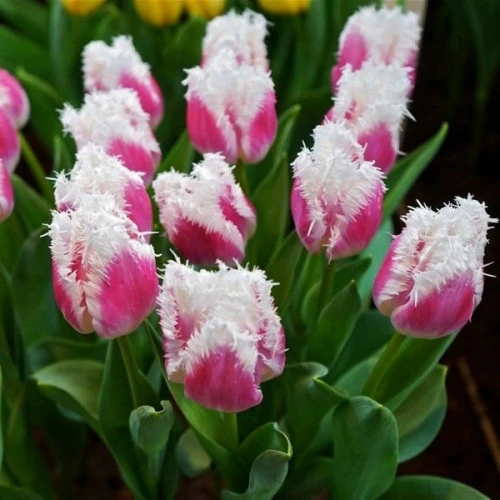Tulip Siesta