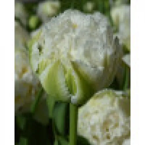 Tulipan Snow Crystal