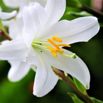 Lilium Candidum (Lečiva)