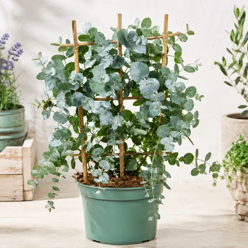 Eucalyptus gunnii Baby Blue na opore, ⌀ 12 cm, výška 45–55 cm Eucalyptus gunnii Baby Blue na opore, ⌀ 12 cm, výška 45–55 cm