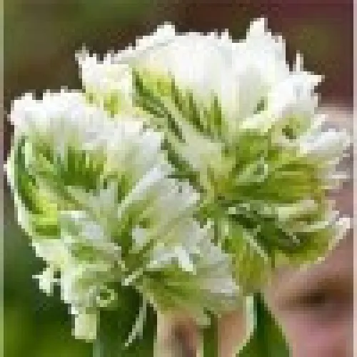 Tulipan Super Parrot 