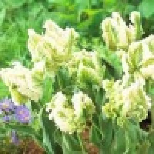 Tulipan Super Parrot 