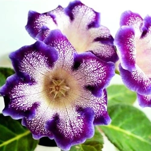 Tigrina Blue 