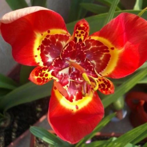 Tigridia Red 