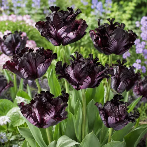 Tulipán Frozen Night – tmavý papagájovitý