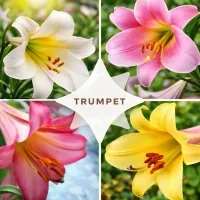 Trumpet 