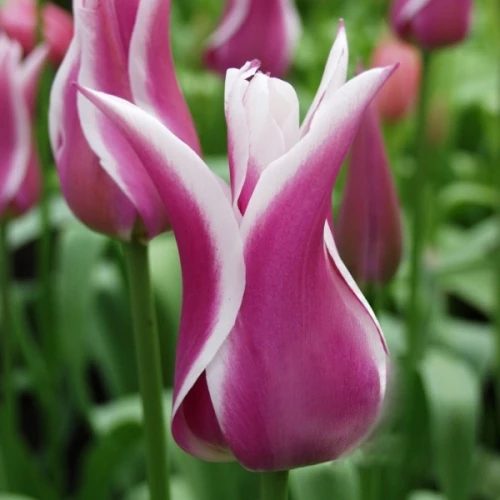 Tulipan Ballada