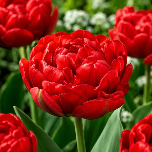 Tulipán Abba – červený plnokvetý tulipán