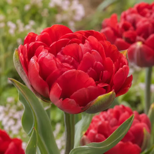 Tulipán Abba – červený plnokvetý tulipán