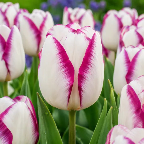 Tulipán Affaire – bielo-ružový triumph