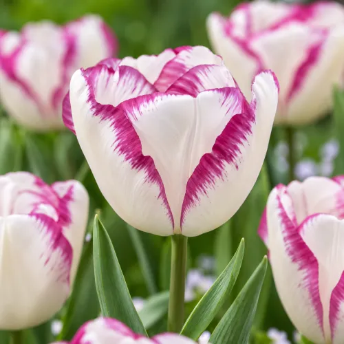 Tulipán Affaire – bielo-ružový triumph