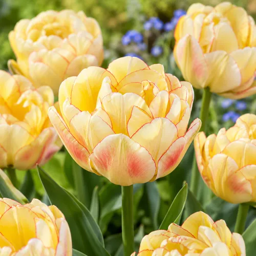 Tulipán Akebono – žltý plnokvetý tulipán