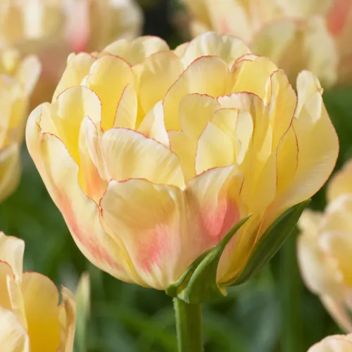 Tulipán Akebono – žltý plnokvetý tulipán