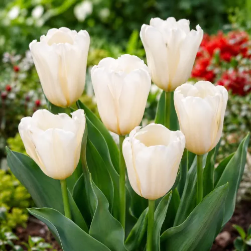 Tulipán Albion Star – biely Greigii
