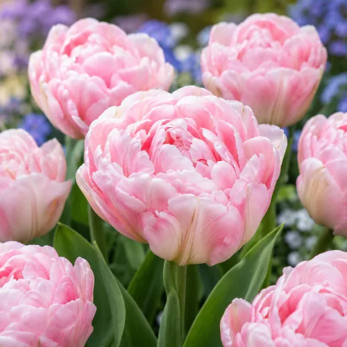 Tulipán Angelique – ružový plnokvetý tulipán