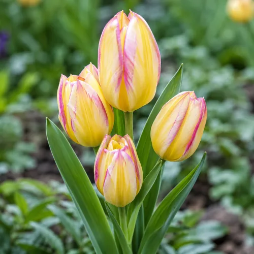 Tulipán Antoinette – žlto-ružový viackvetý