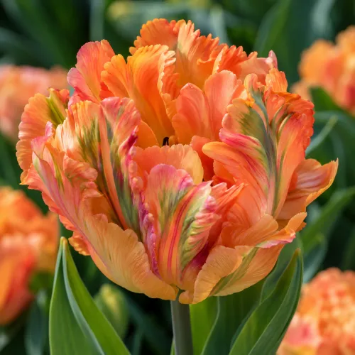 Tulipán Apricot Parrot – marhuľový papagájovitý