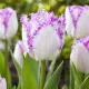 Tulipán Aria Card – biely strapkatý tulipán s fialovým okrajom