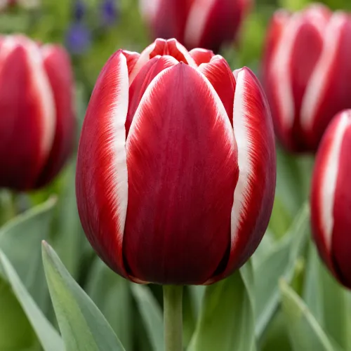 Tulipán Armani – červeno-biely triumph