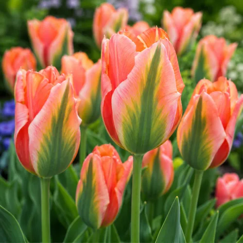 Tulipán Artist – oranžovo-ružový viridiflora tulipán Tulipán Artist – oranžovo-ružový viridiflora tulipán