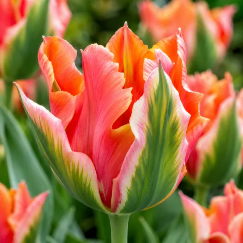 Tulipán Artist – oranžovo-ružový viridiflora tulipán